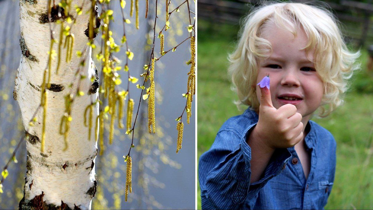 تغییرات اقلیمی باعث طولانی شدن فصل گرده افشانی می‌شود