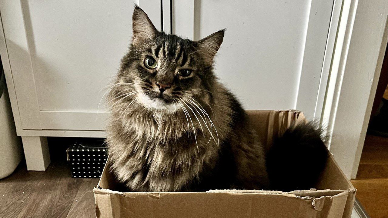 گربه «ماکسیموس» سنگ مثانه گرفت؛ و صاحبش یک صورتحساب ۸۰ هزار کرونی