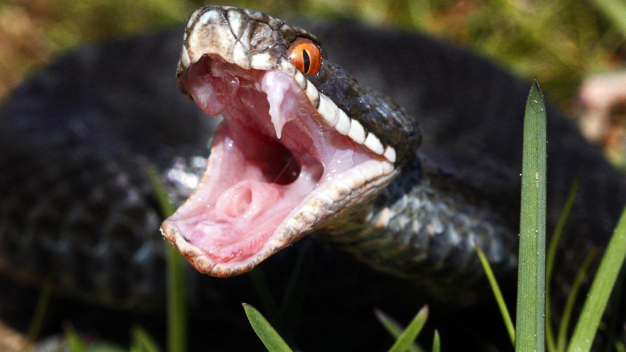 زنگ هشدار در مورد نیش افعی در حال افزایش است: “می‌تواند تهدید کننده زندگی باشد”