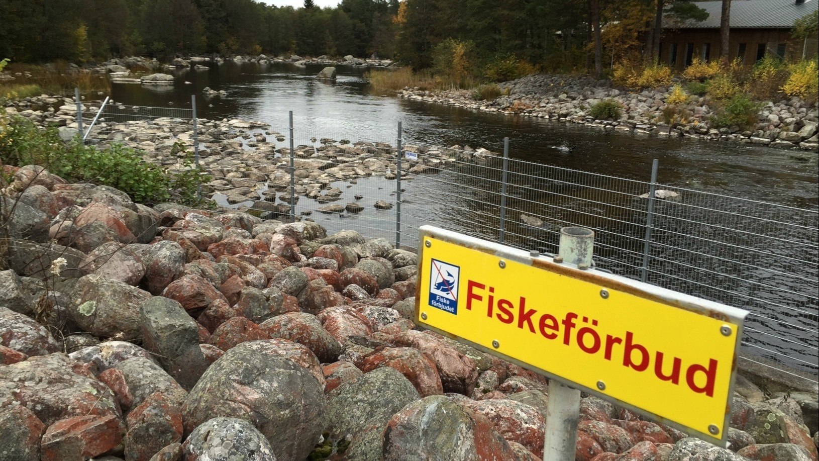 ⚡️ وضعیت ماهی آزاد سوئدی فاجعه‌بار توصیف می‌شود