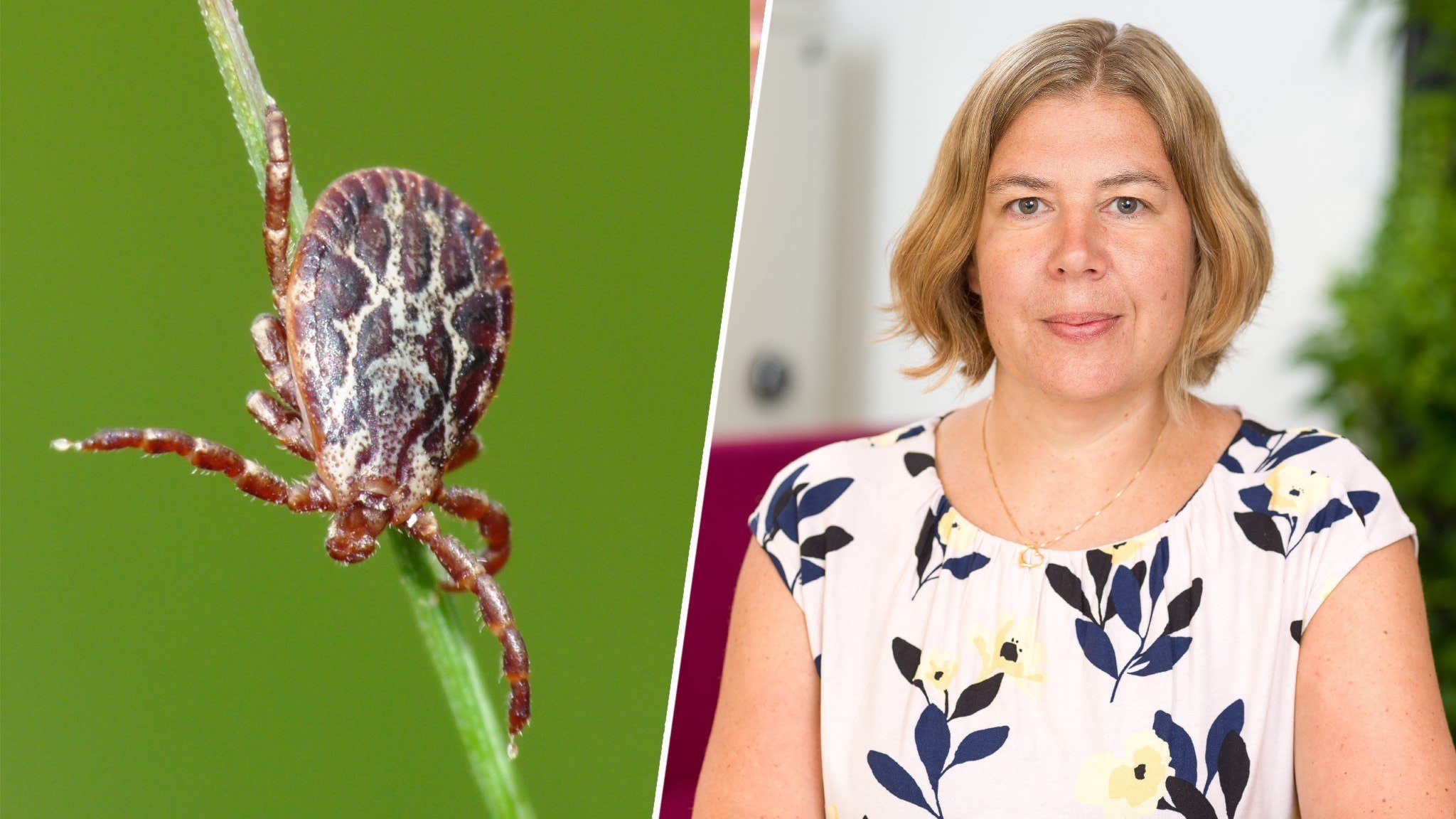 ⚡️ یک کنه‌ی عجیب و غریب ممکن است در سوئد پیدا شود