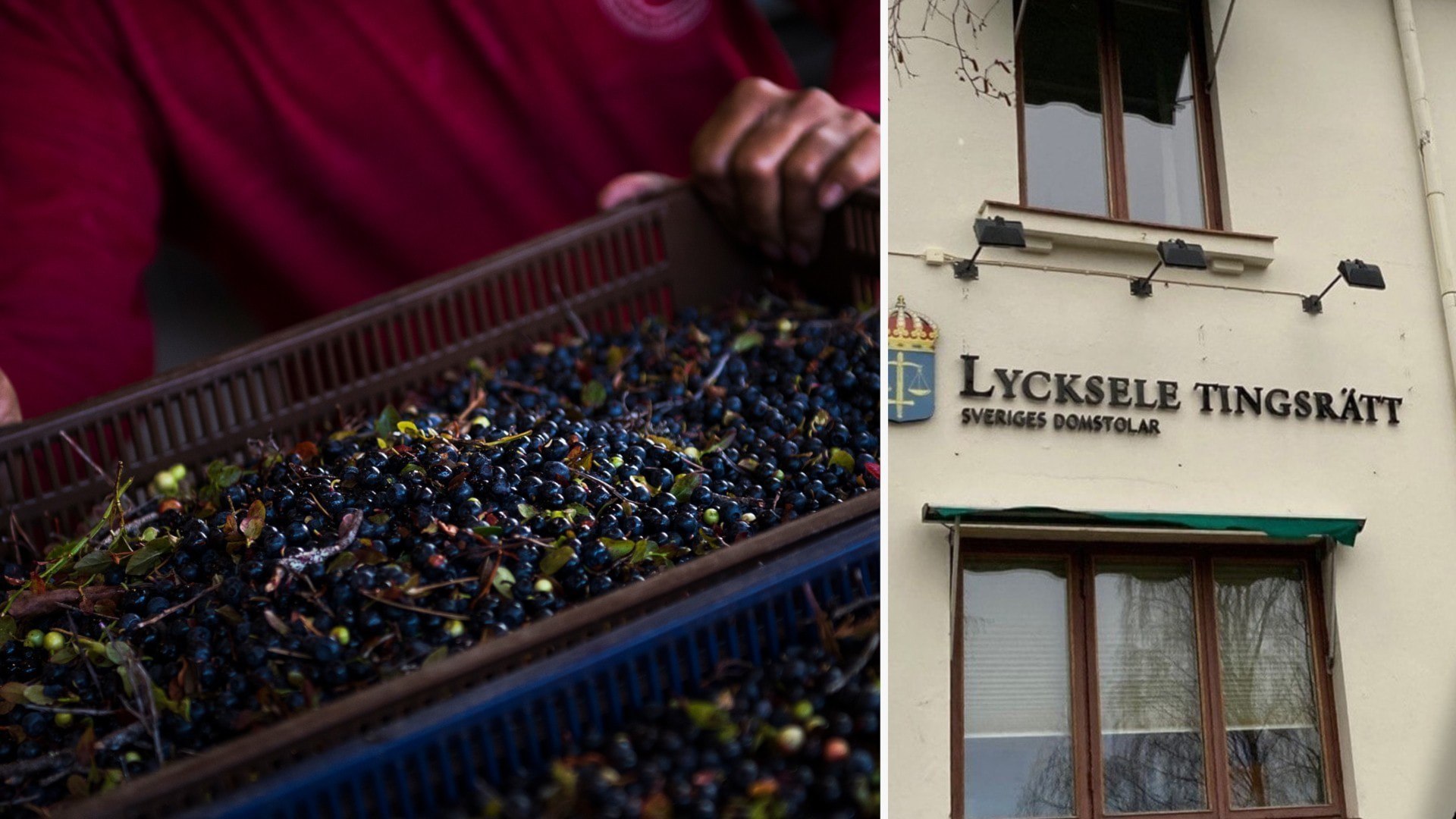 ⚡️ توت‌چین‌ها دستمزدی دریافت نکردند و گرسنه ماندند؛ از میوه‌های توت‌سان و ضایعات قصابی‌ها تغذیه کردند