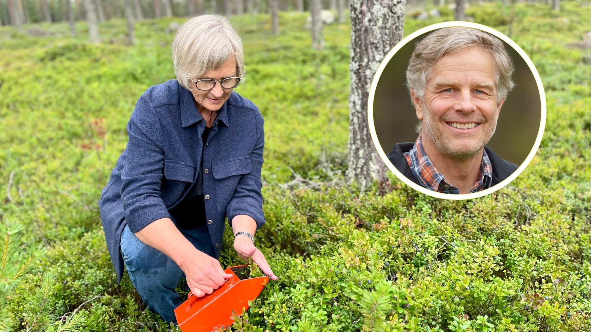 ⚡️ چگونه بفهمید زمان چیدن توت‌ها فرا رسیده است