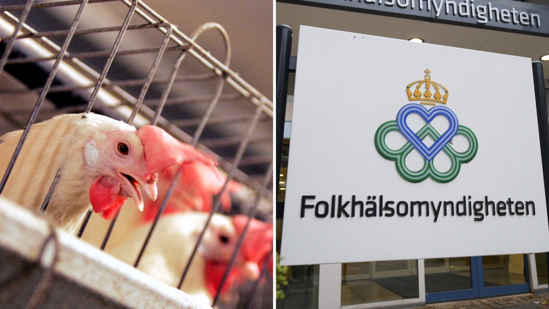 ⚡️ اداره بهداشت عمومی: افزایش باکتری‌های بیماری‌زای معده؛ از مرغ خام می‌آید