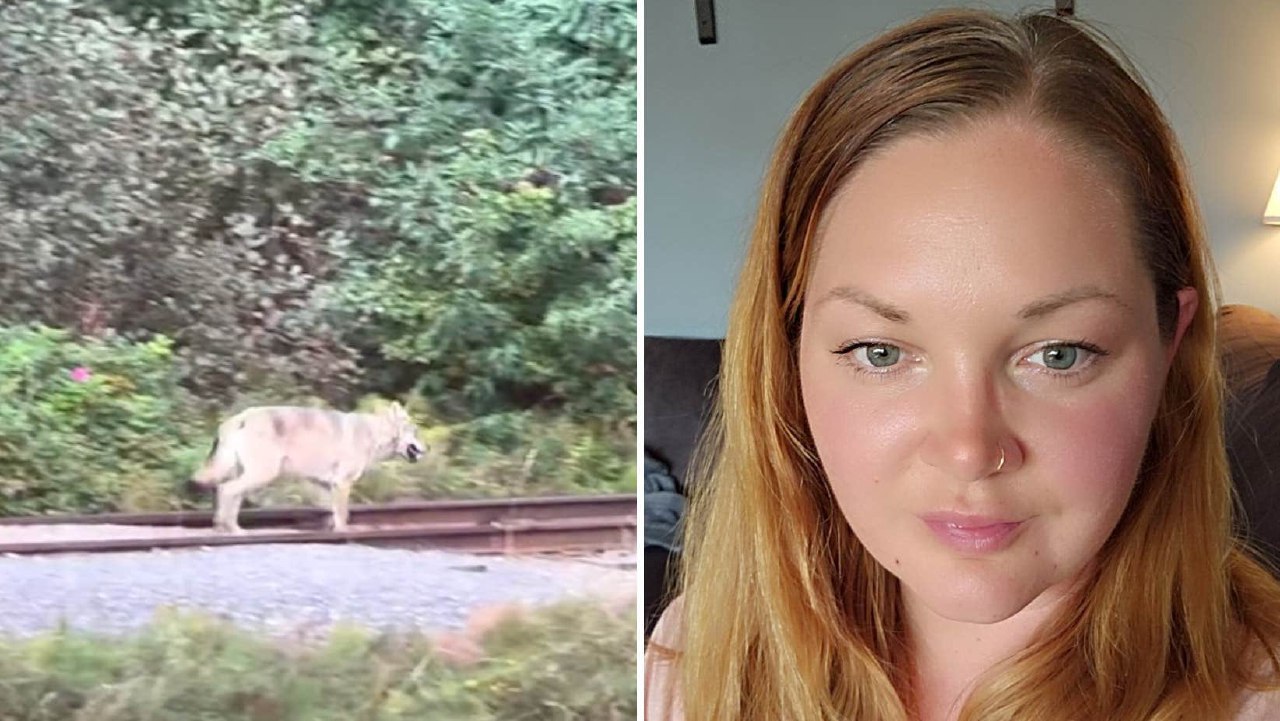 ⚡️ گرگ  باعث وحشت در شهر شده است: “وحشتناک است.”