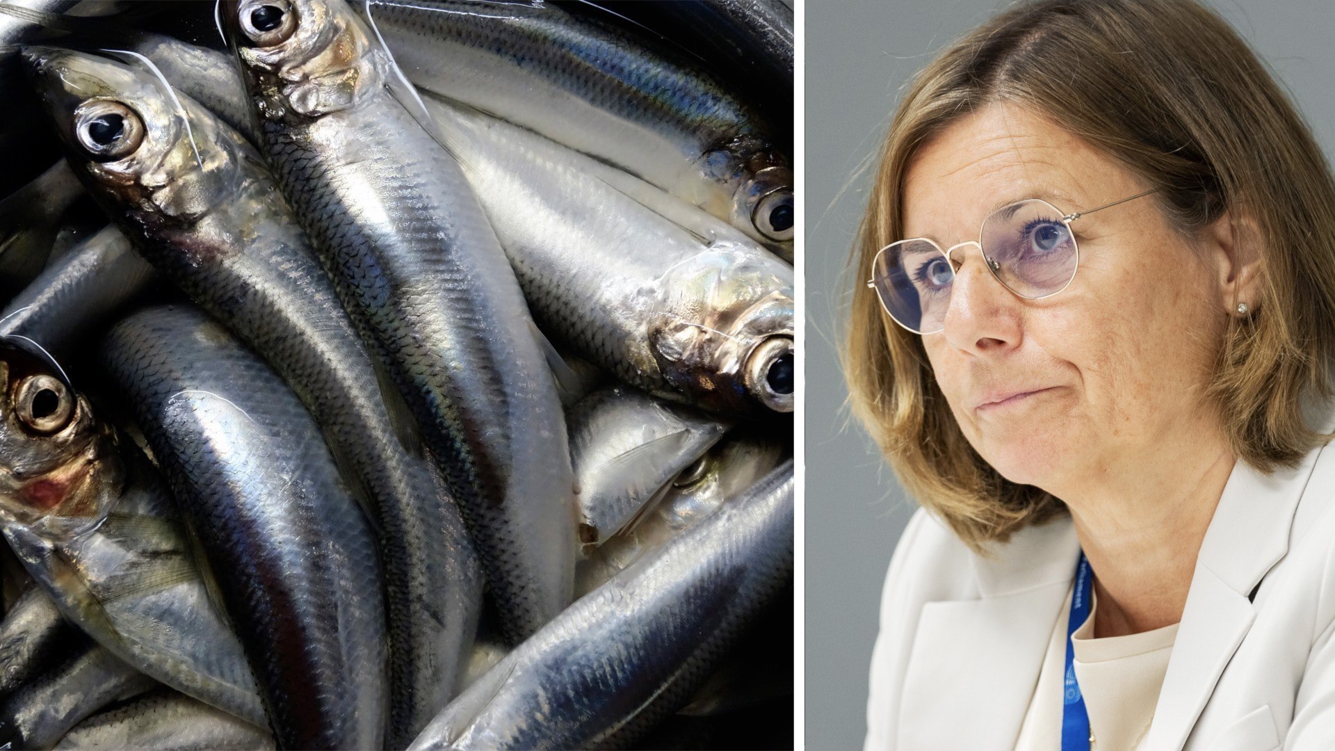 ⚡️ ترمز اضطراری که می‌تواند شاه‌ماهی را نجات دهد؛ باقی می‌ماند: ‘ساده و سربلند”