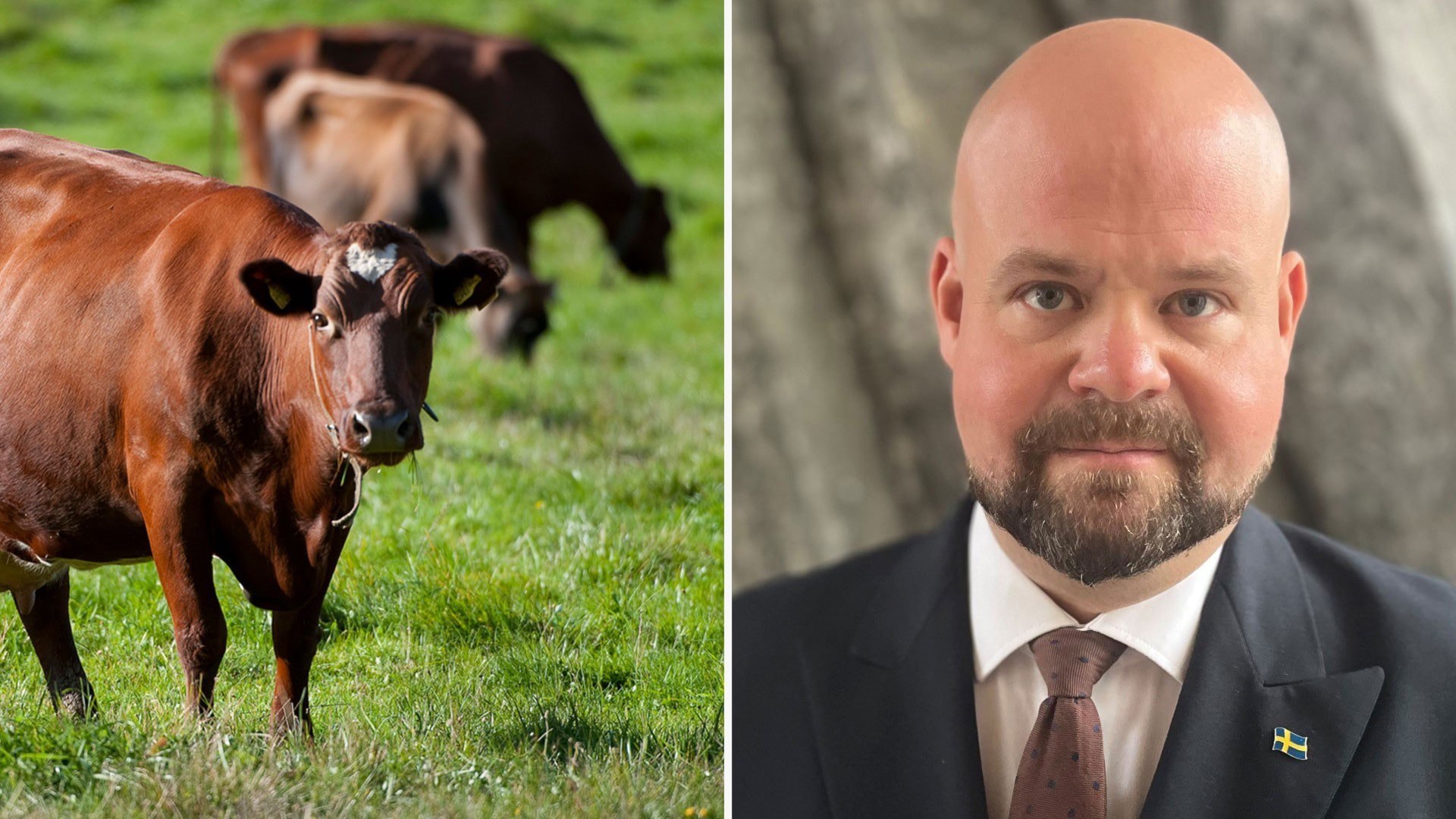 ⚡️ وزیر خواستار کمک‌های مالی برای نگهداری گاوها در فضای باز است؛ در صورت لغو الزامات چرای دام