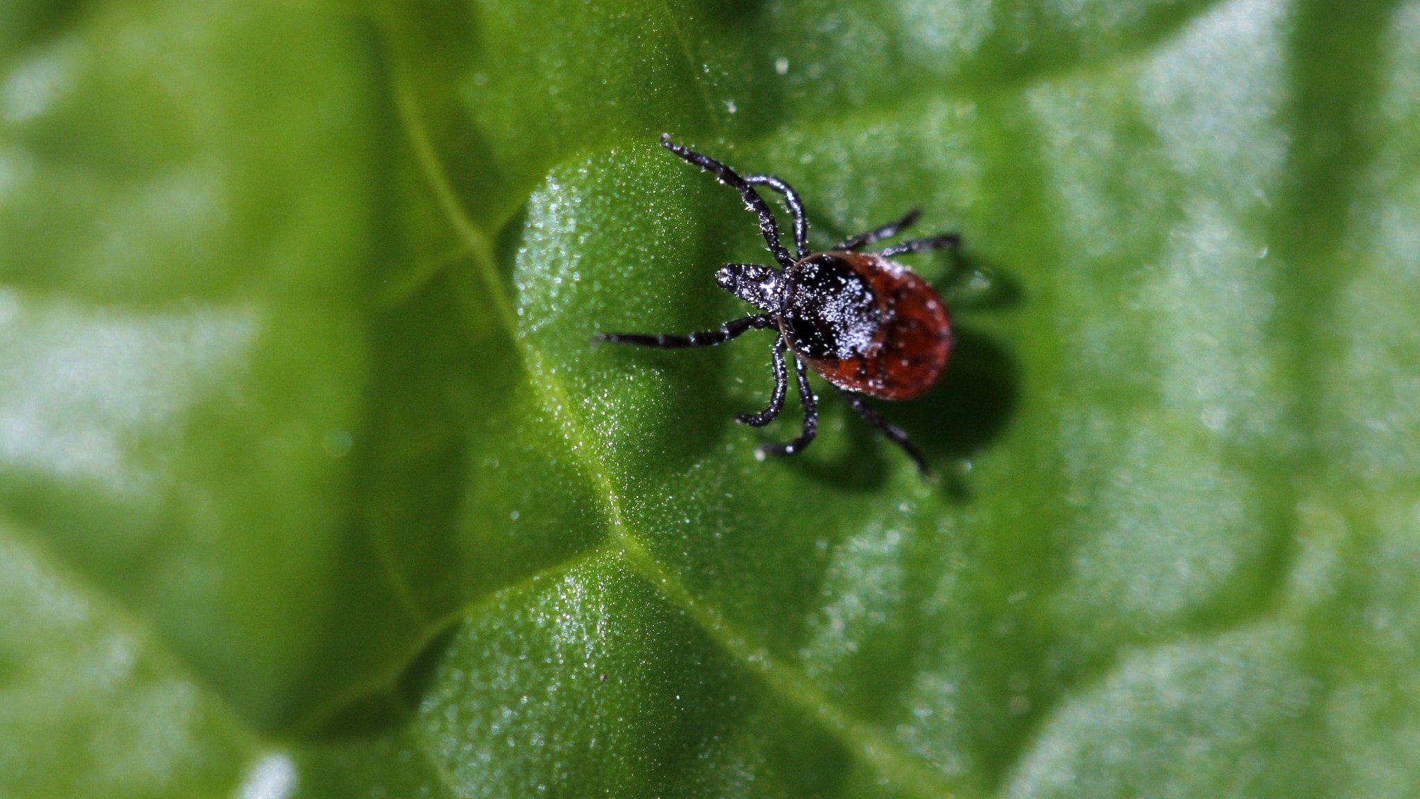 ⚡️ کنه‌ها اکنون در سراسر سوئد و در تمام طول سال وجود دارند