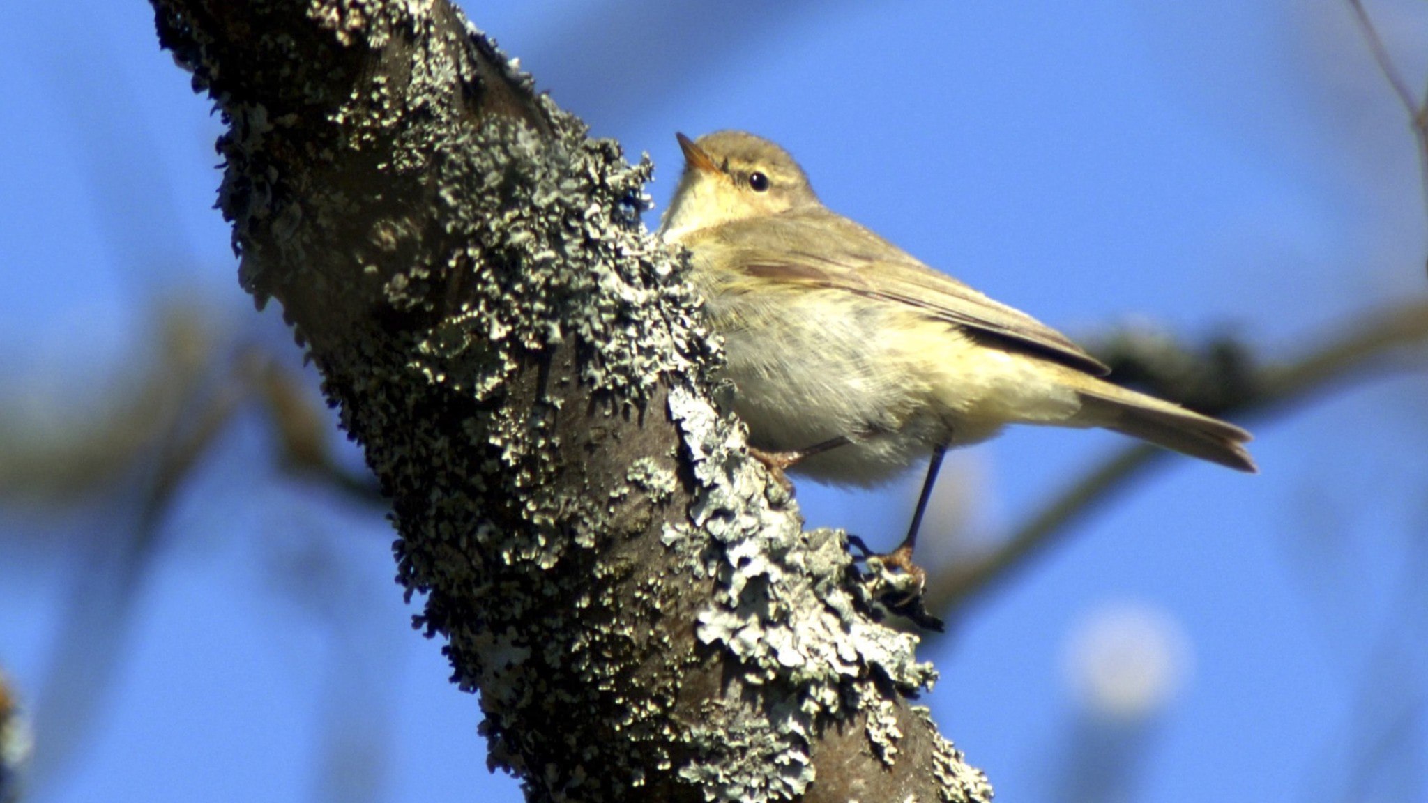 ⚡️ تعداد پرندگان در سوئد به میزان چندین میلیون کاهش یافته است