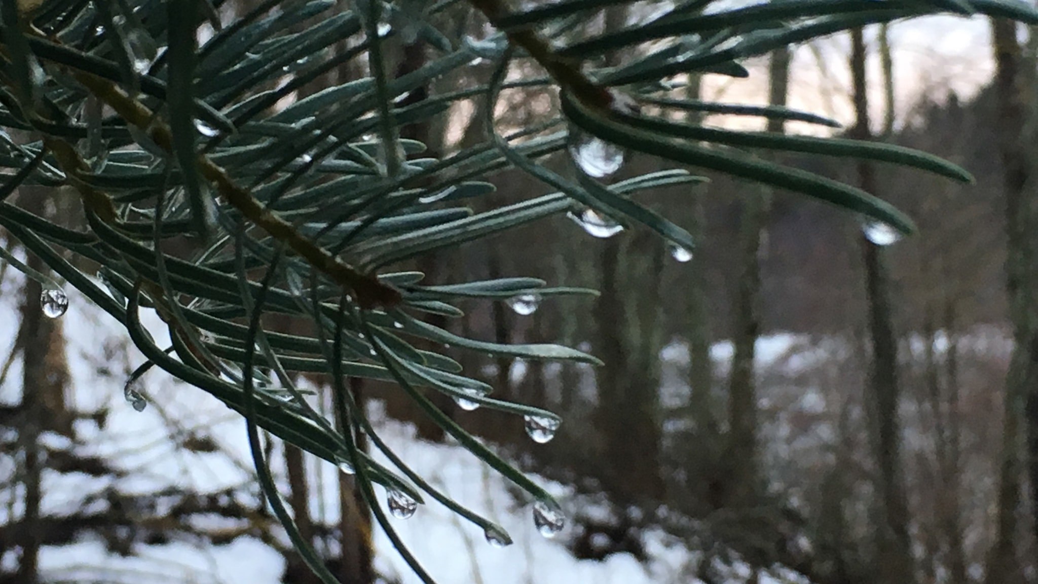⚡️ اداره جنگلداری اجازه کاشت درخت کاج خارجی را داده است؛ با وجود خطر آسیب رسانی