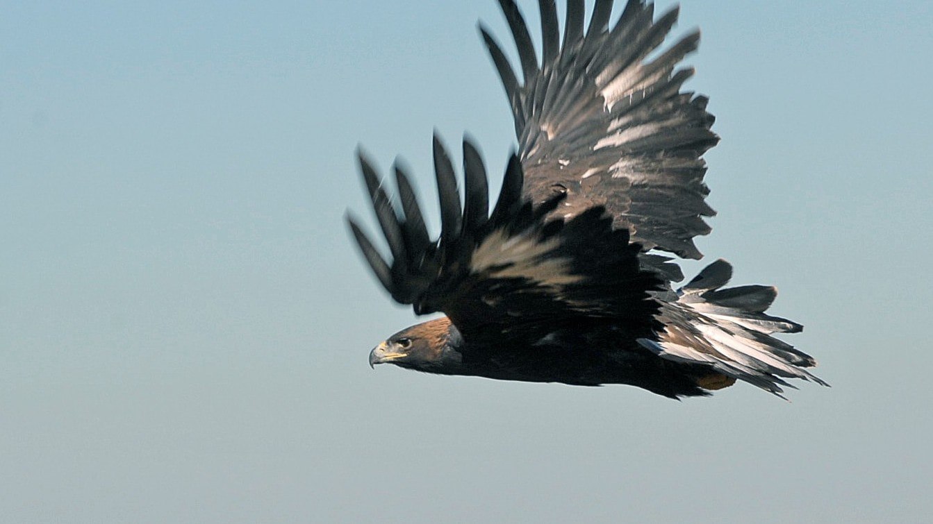 ⚡️ عقاب طلایی در سوئد در حال گسترش است