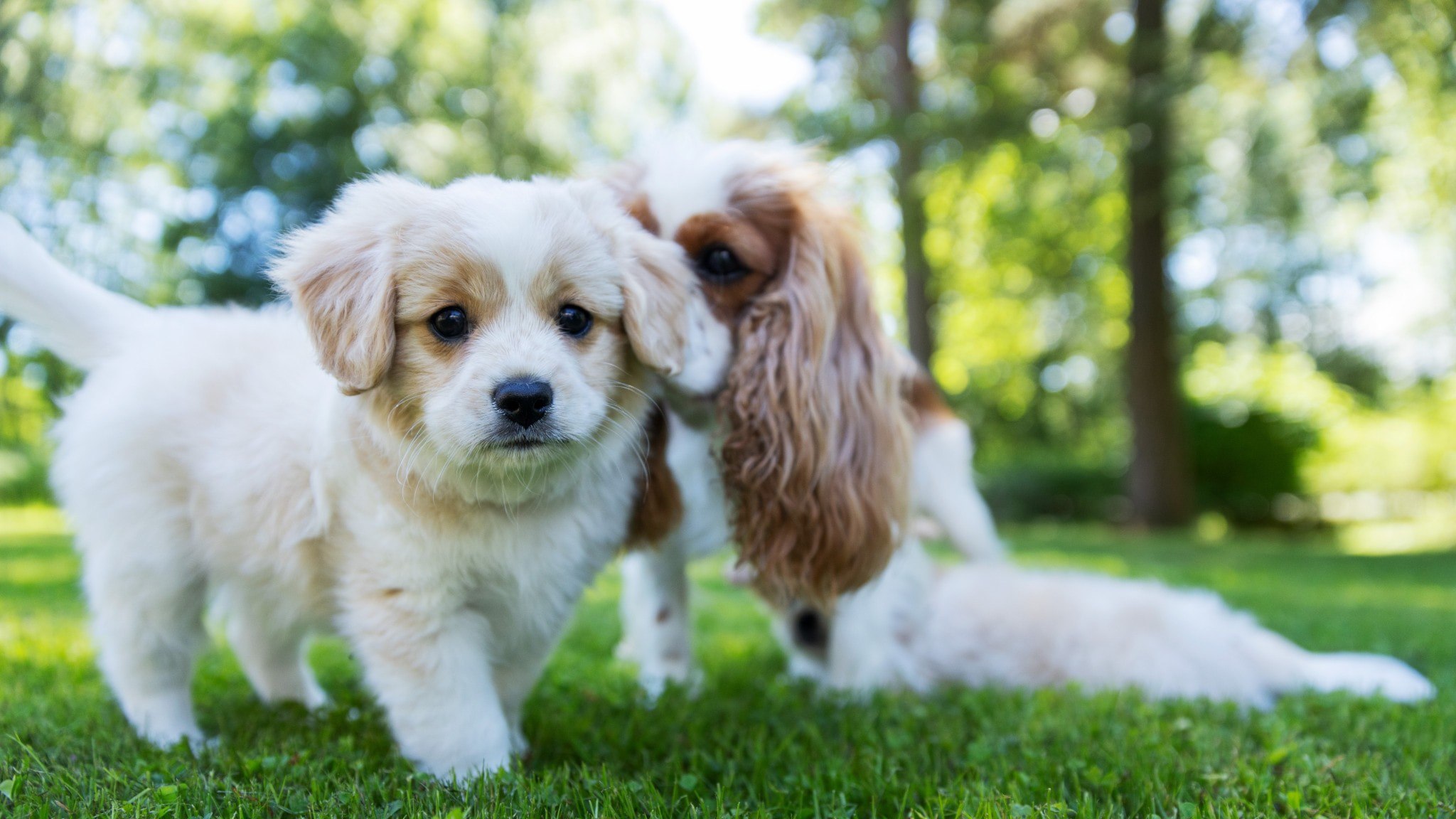 ⚡️ افزایش محافظت از سگ‌ها و گربه‌ها