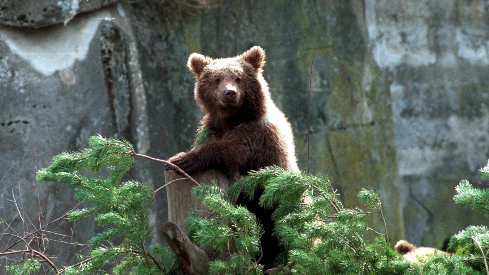⚡️ شش مرد به اتهام تعقیب یک خرس ماده و شلیک مرگبار به آن تحت پیگرد قرار گرفتند