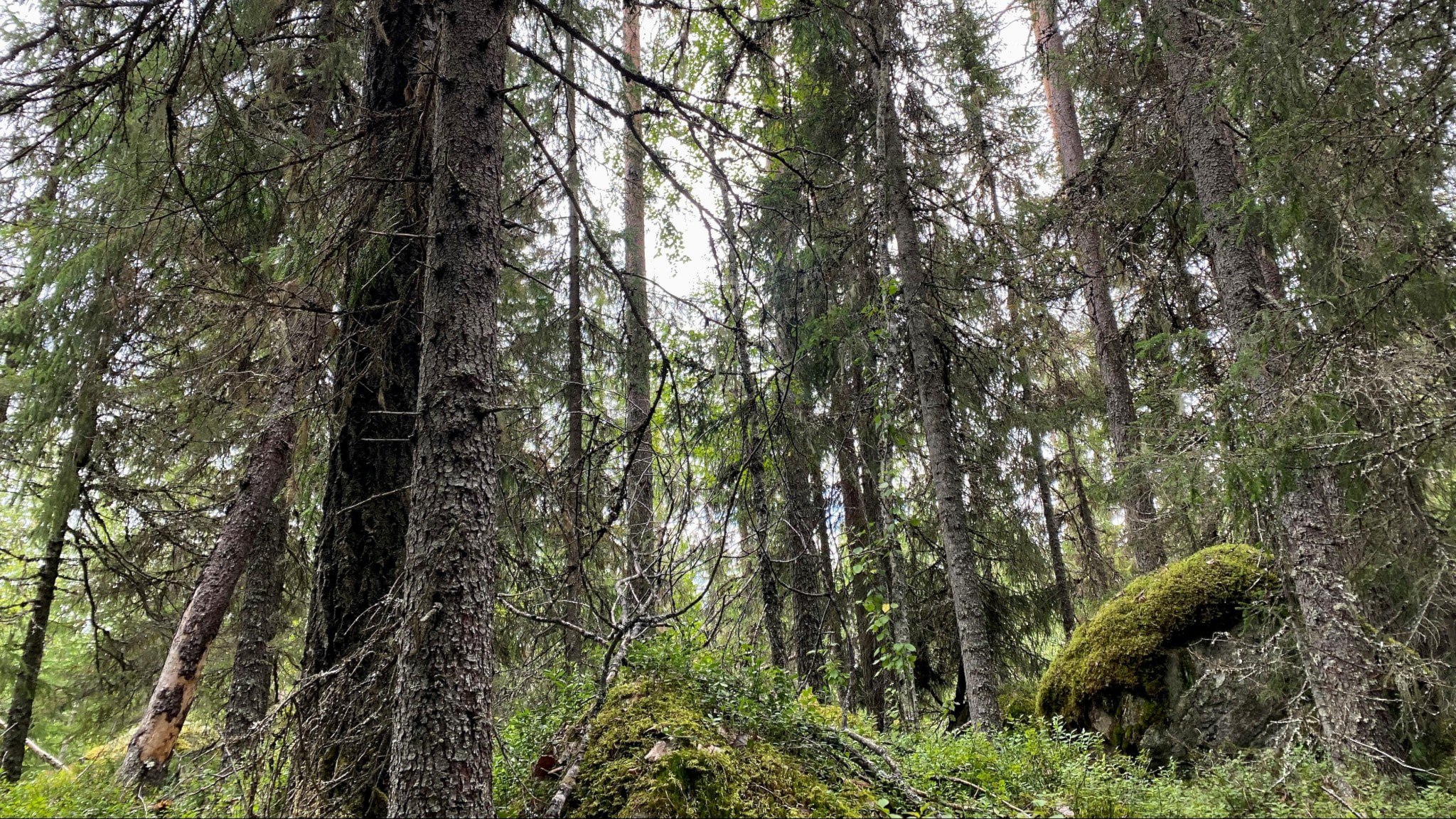 ⚡️ آژانس حفاظت از محیط زیست سوئد: «بودجه برای حفاظت از طبیعت ارزشمند کافی نیست»