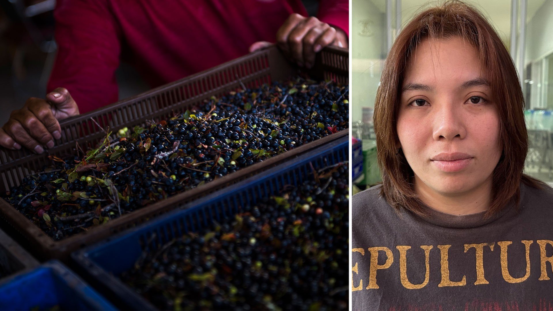 ⚡️ ۲۹۲۹ کارگر تایلندی جمعآوری توت از اداره حمایت از قربانیان جرم سوئد غرامت دریافت میکنند