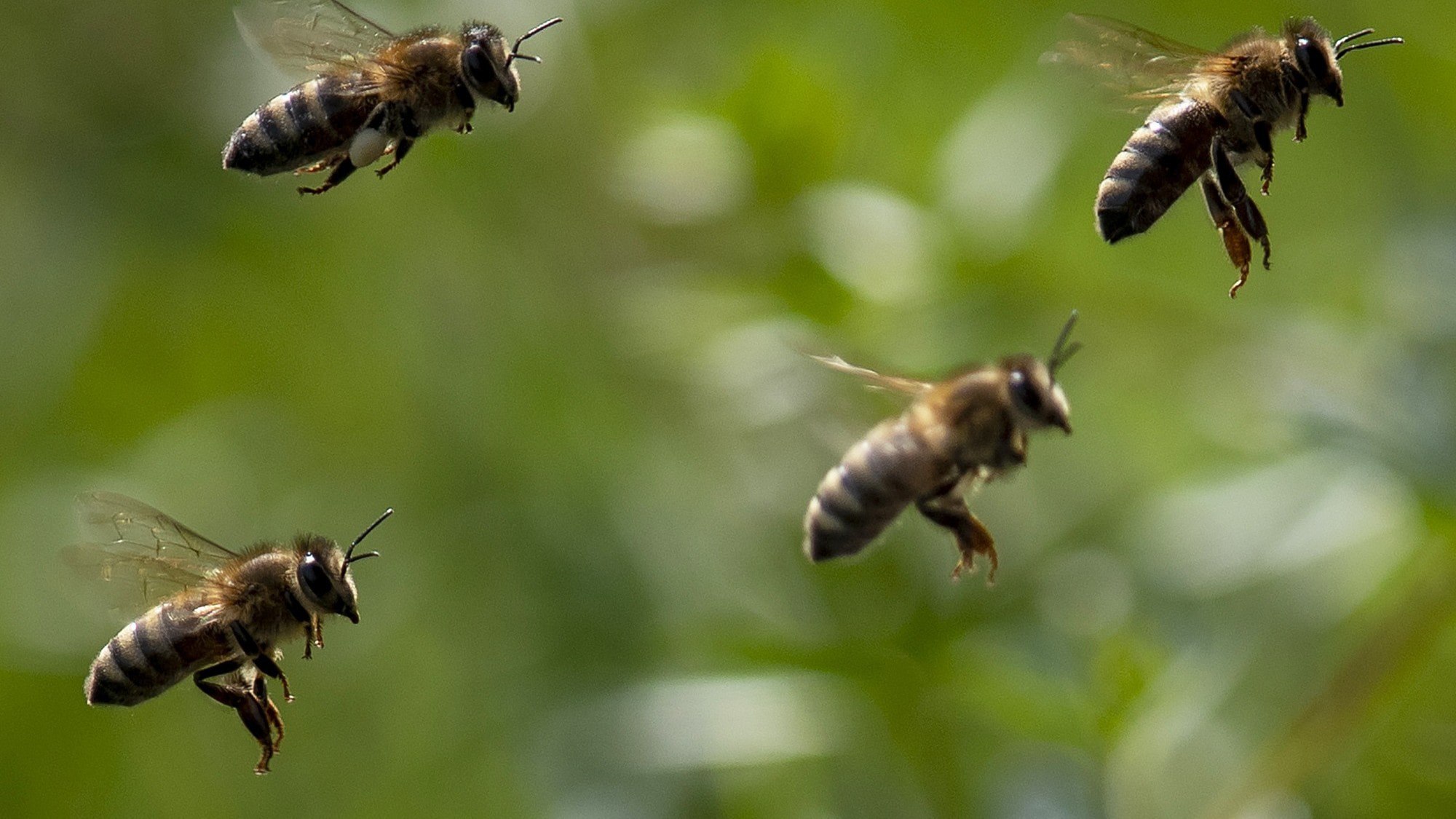 ⚡️ گزارش: بیش از ۱۷۰ گونه زنبور وحشی در اروپا در معرض خطر انقراض قرار دارند