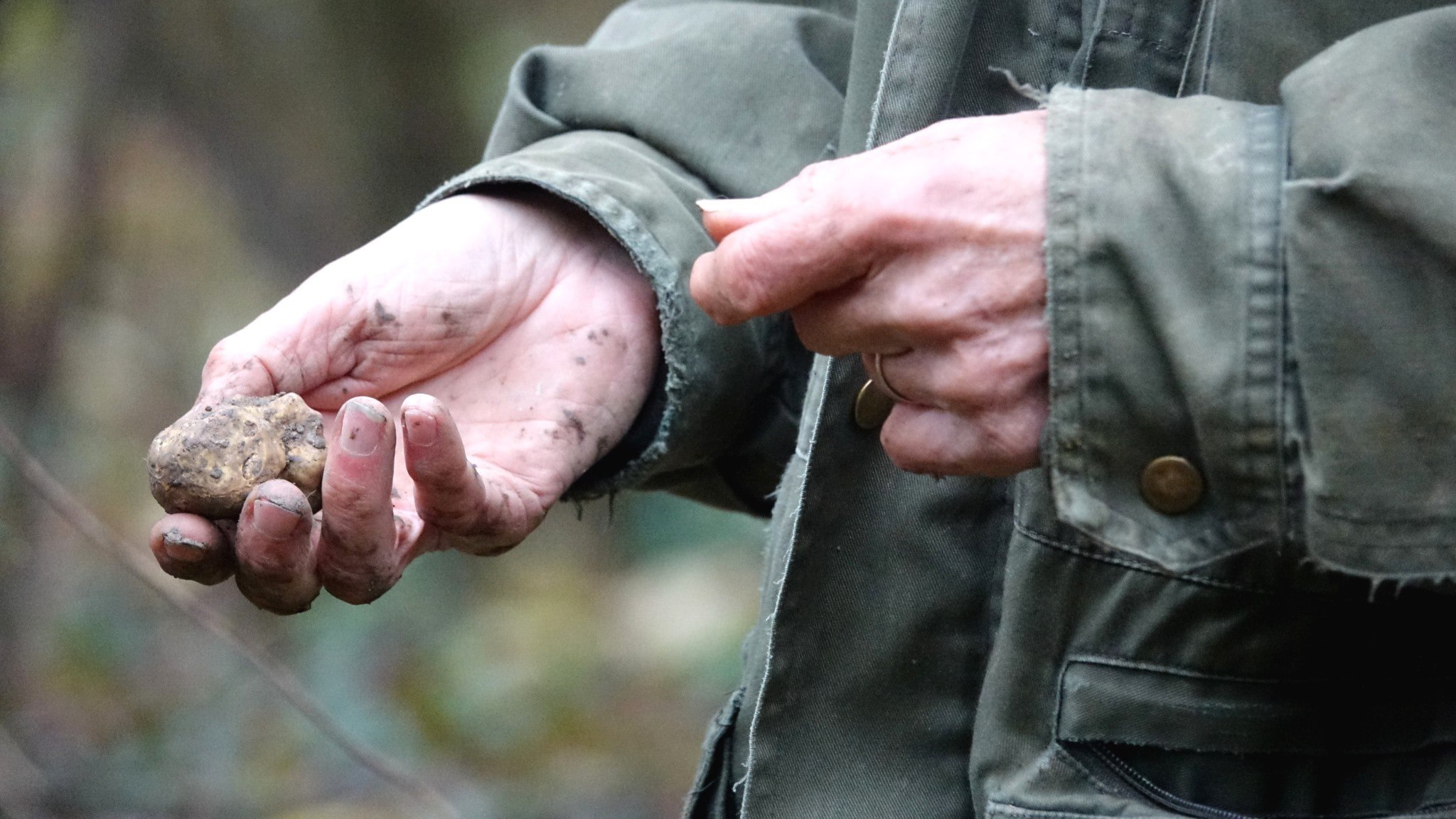 ⚡️ ترافل سفید میلیون‌ها پیشنهاد قیمت را به خود جلب کرد