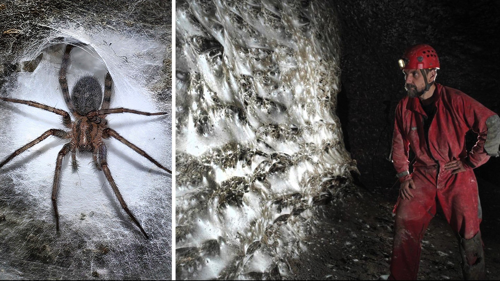 ⚡️ شبکه‌ای عظیم درون یک غار کشف شد؛ ساخته‌شده توسط صد هزار عنکبوت