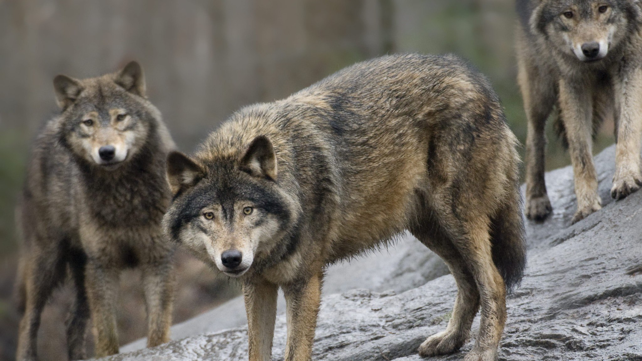 ⚡️ این تعداد گرگ اجازه شکار در دوره شکار مجاز را خواهد داشت