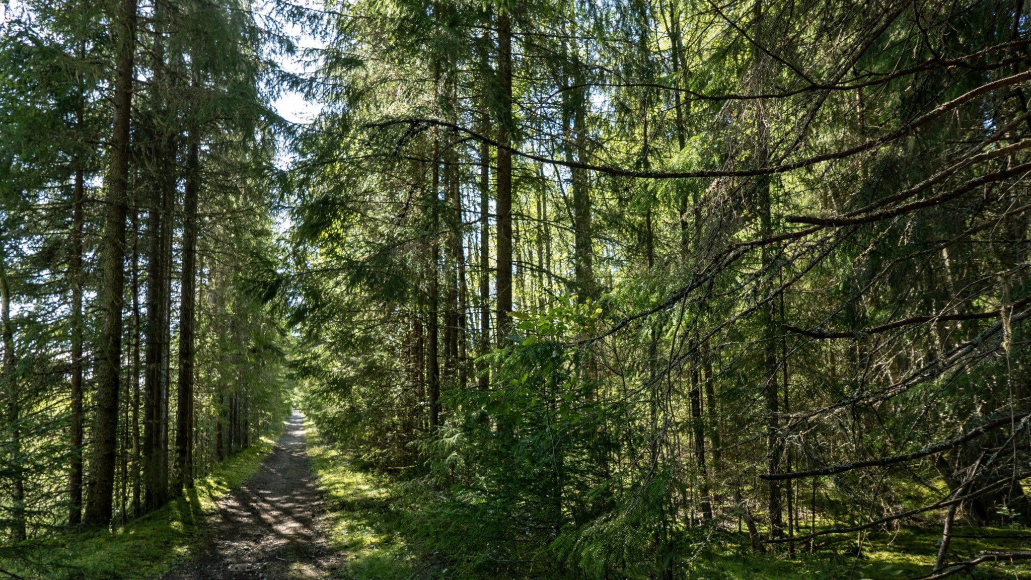 ⚡️ تصمیم مناقشه‌برانگیز درباره جنگل‌های کلیسا تصویب شد؛ اقدامی که به‌عنوان «گذار» توصیف می‌شود