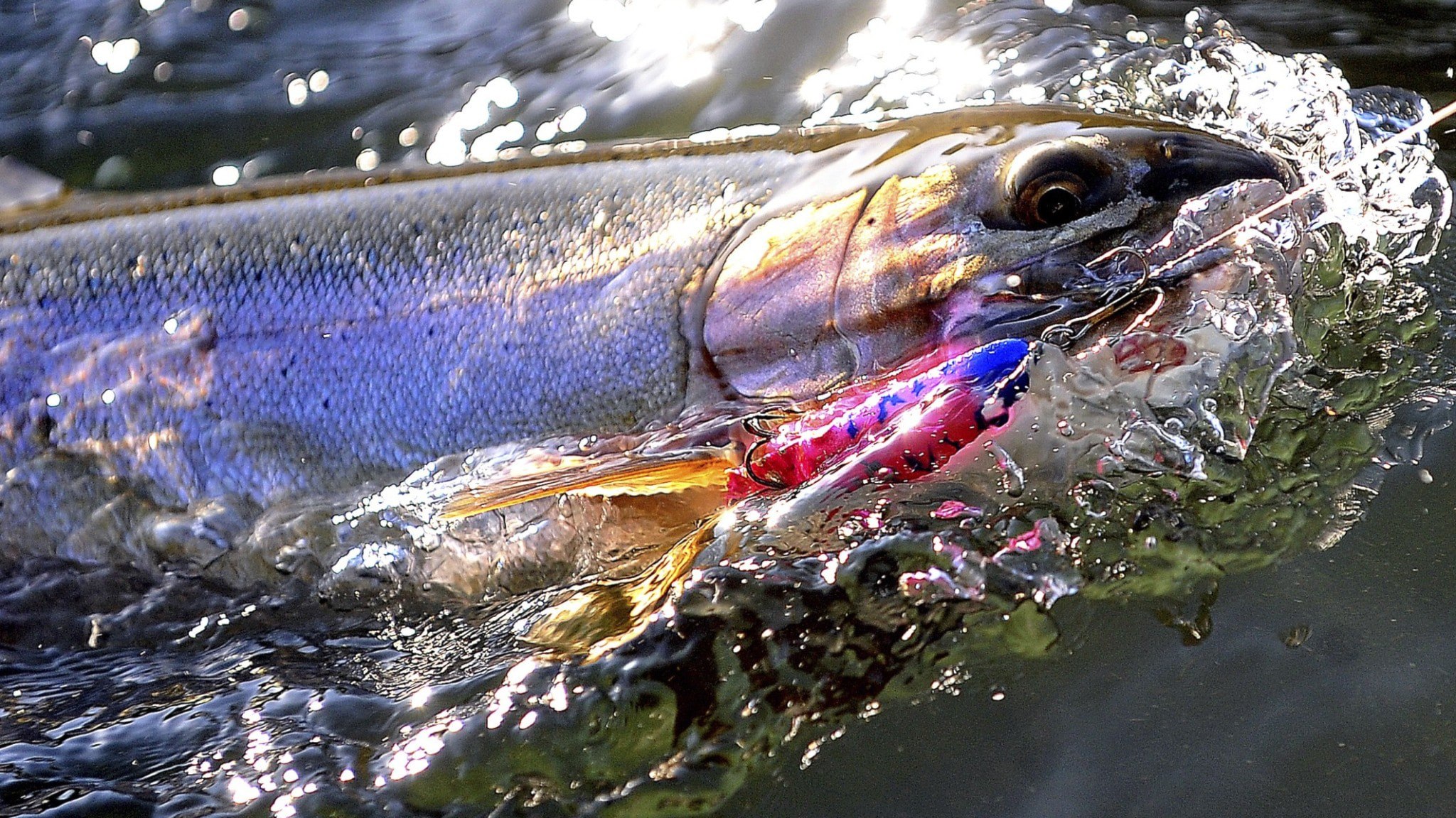 ⚡️ صندوق جهانی طبیعت: از مصرف ماهی قزل‌آلای رنگین‌کمان پرورشی در سوئد خودداری کنید